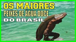 MAIORES PEIXES DO BRASIL