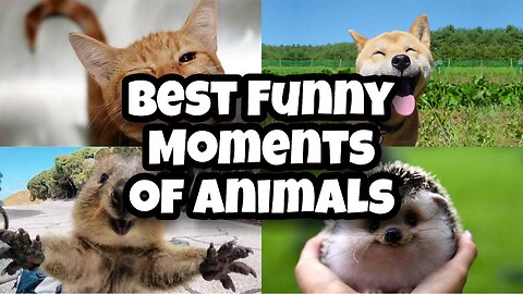 Best Funny Animal Moments caught on Camera