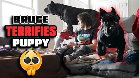 Bruce TERRIFIES The Puppy! GUARD MODE Thunderous Bark!