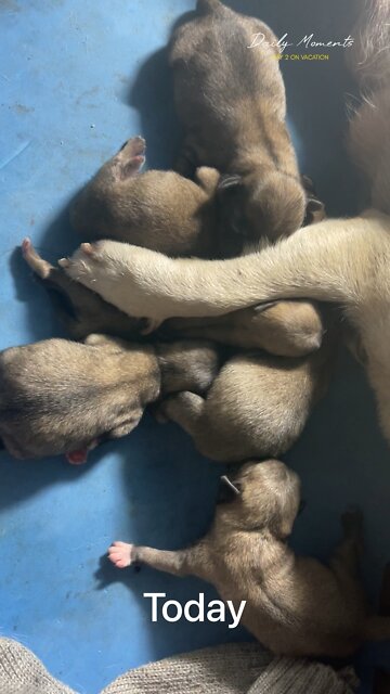 The homeless bull dog that I fed sausages the other day gave birth to 6 lovely puppies