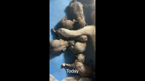 The homeless bull dog that I fed sausages the other day gave birth to 6 lovely puppies