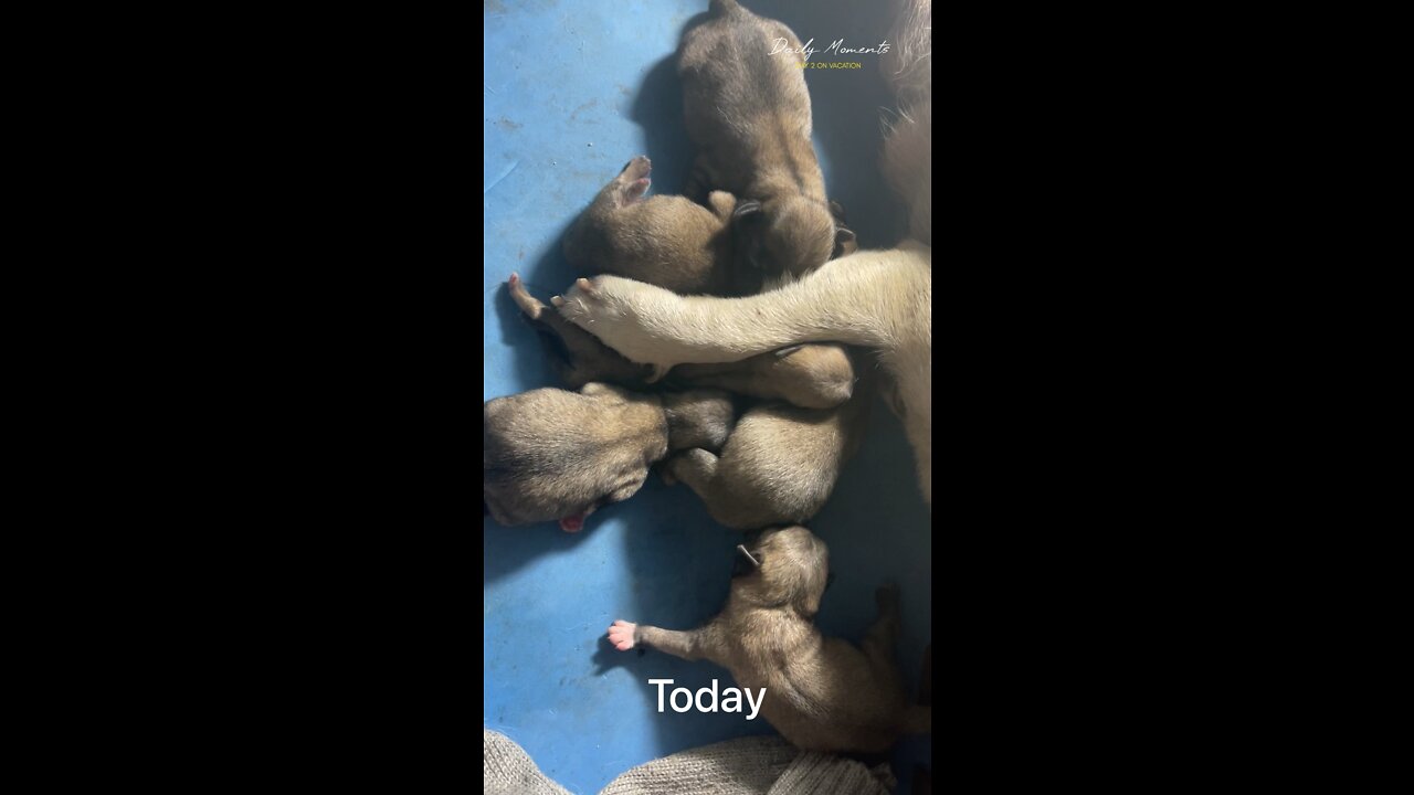 The homeless bull dog that I fed sausages the other day gave birth to 6 lovely puppies