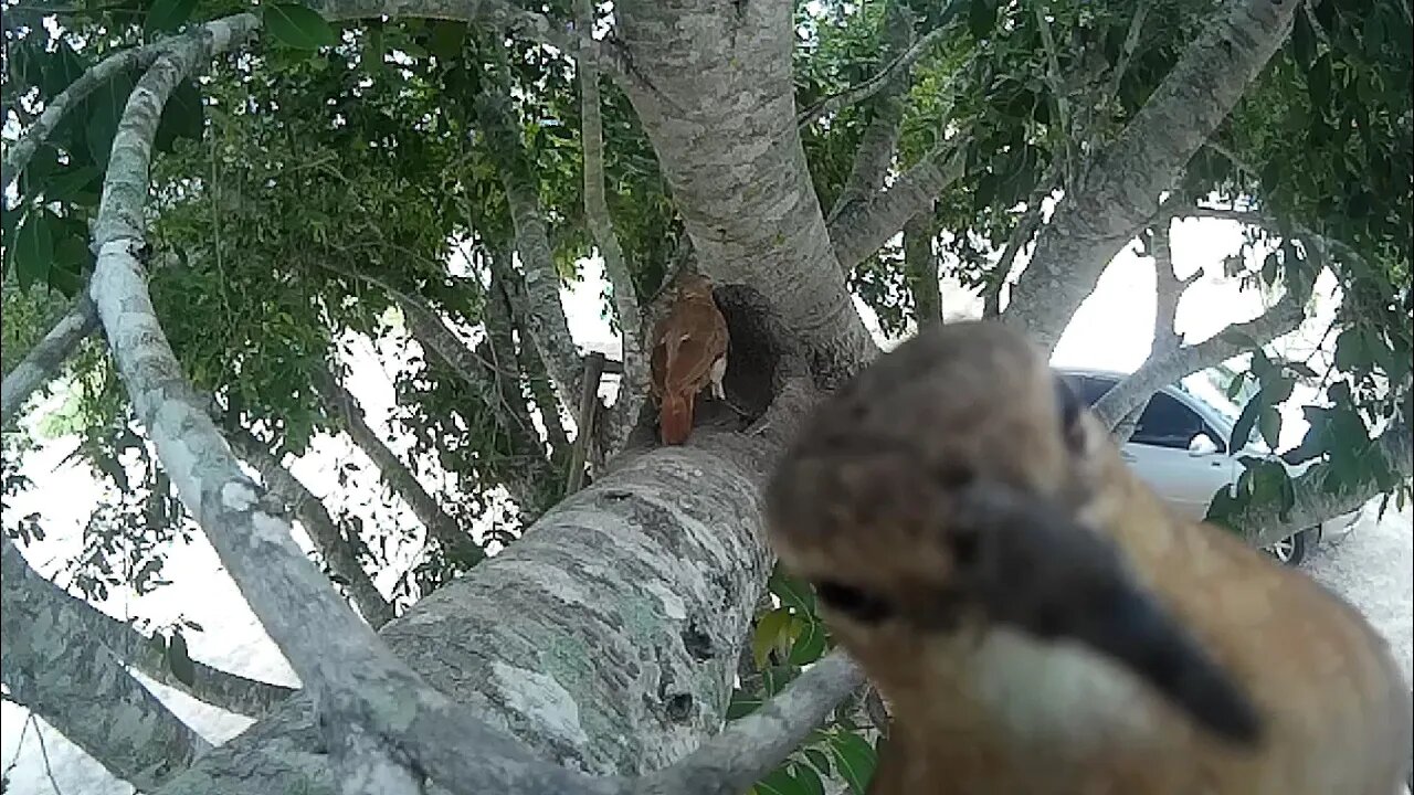 João de barro construindo sua casa