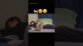 só nesse vídeo acabaram com duas vidas desse gato 😂😂 se inscreve no canal