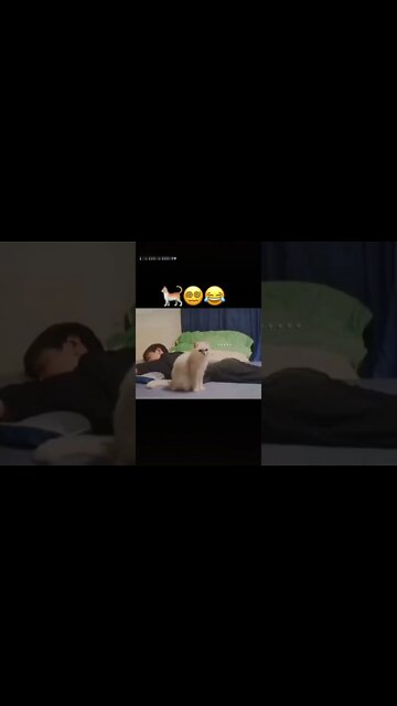 só nesse vídeo acabaram com duas vidas desse gato 😂😂 se inscreve no canal