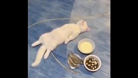 Funny animals video