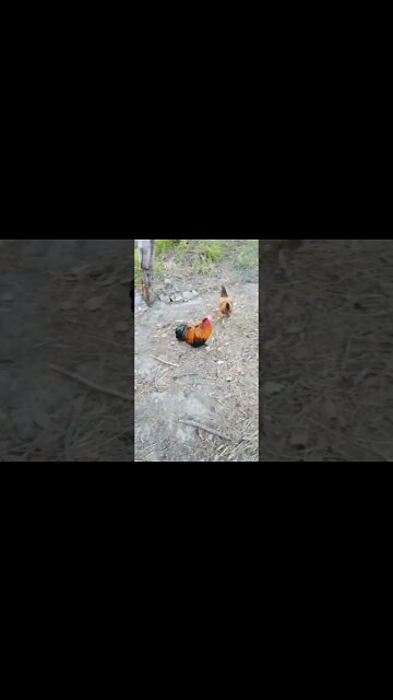 Good morning Chook chook and Rusty