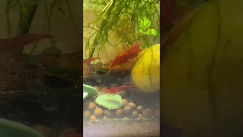 Neocaridina shrimp and mystery snail feeding time - freshwater aquarium