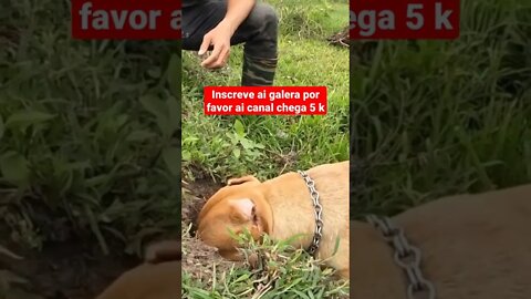 Pitbull caçando cobra #shorts