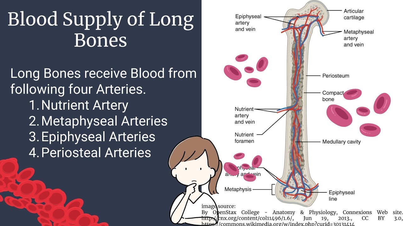 Blood Supply of Long Bones | Long Bone Anatomy | Novice Medic