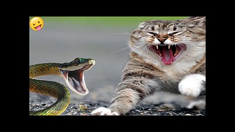 Cat 🐈 funny video full 🤣 Entertainment Don't Try Laughing 🤣