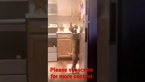 Funny doggo 👑 🥺❤️ please get this viral | #viral | #funnydogs | #trending | #shorts