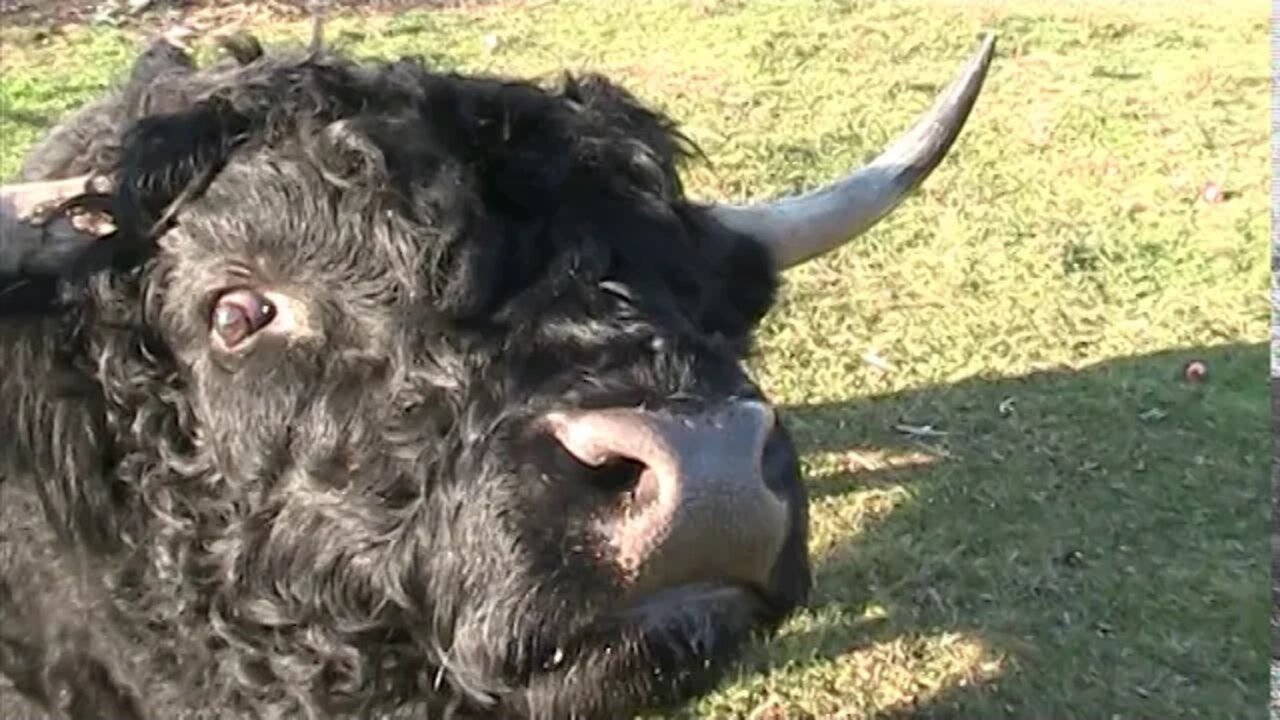 Scottish Highland Bull named Ray... He likes Apples & Bread but does not listen very well...