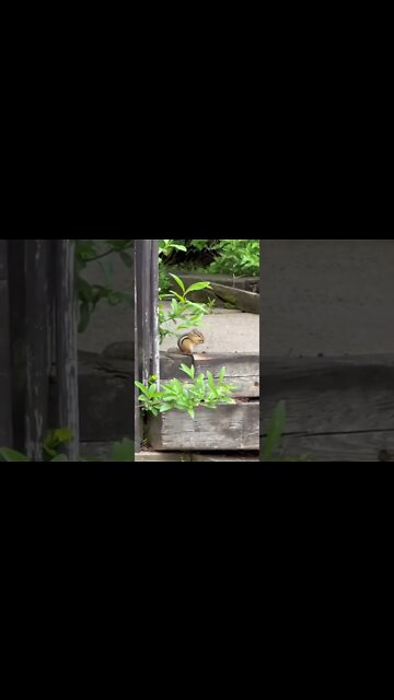 Chipmunk eating a bug