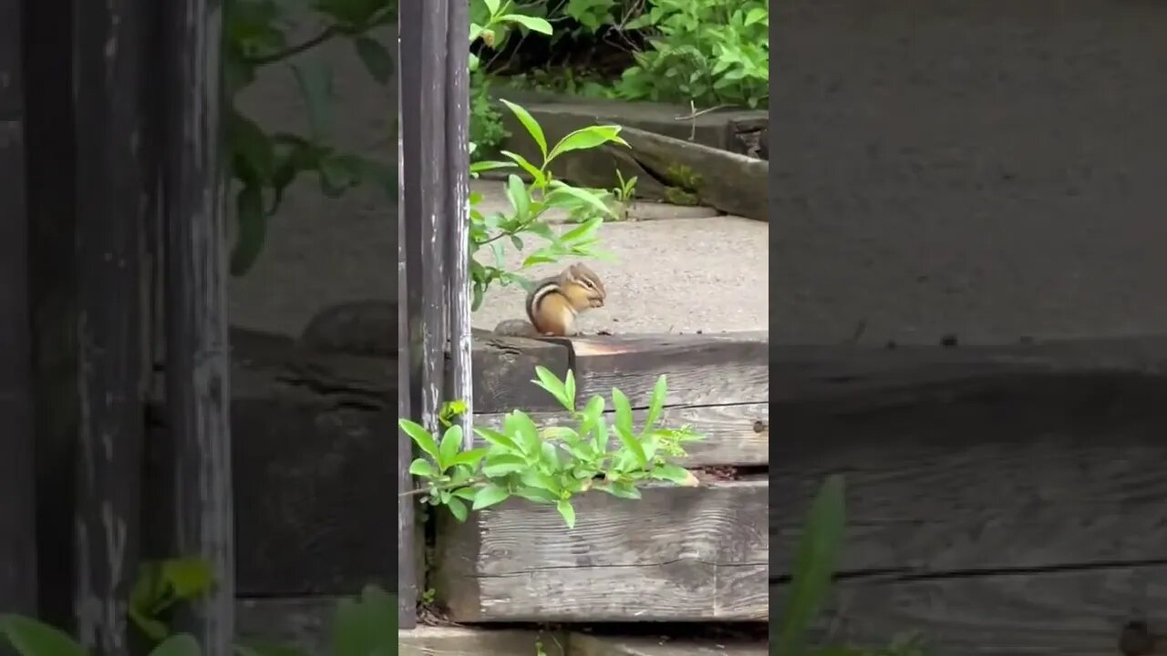 Chipmunk eating a bug