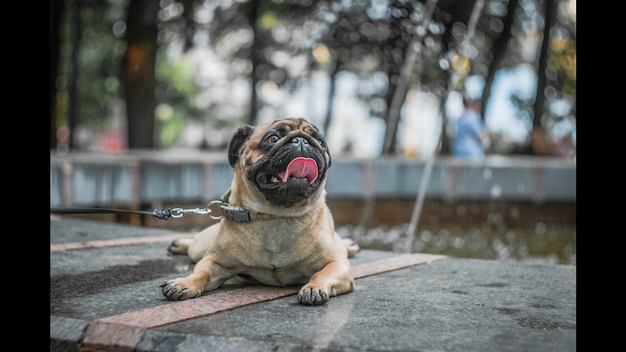 O QUE FAZER NAS DOBRINHAS DO MEU PUG?