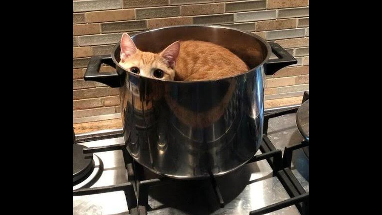 Kucing Terlucu 😹 - Jangan mencoba menahan tawa 😂 - Kehidupan Kucing Lucu