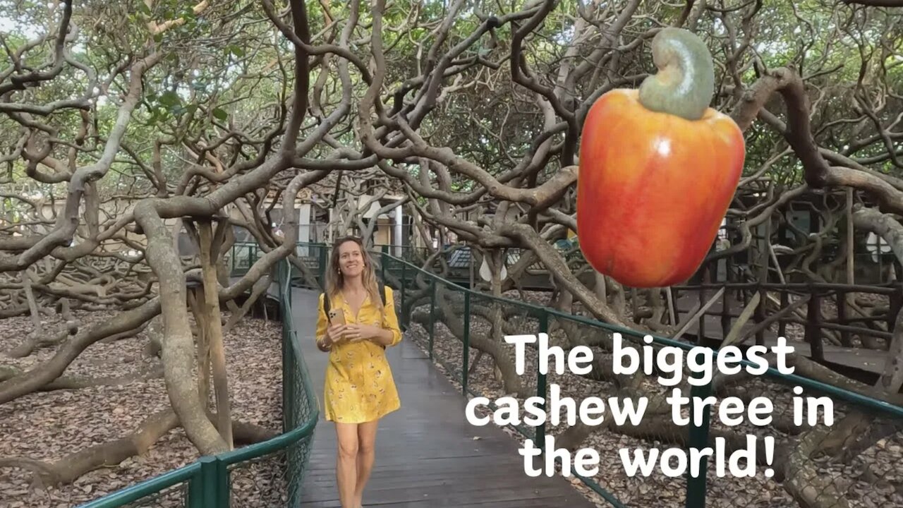 NATAL - THE BIGGEST CASHEW TREE | PIUM NEIGHBORHOOD AND BEACHES!