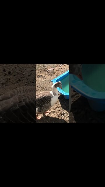 Chatting with my geese