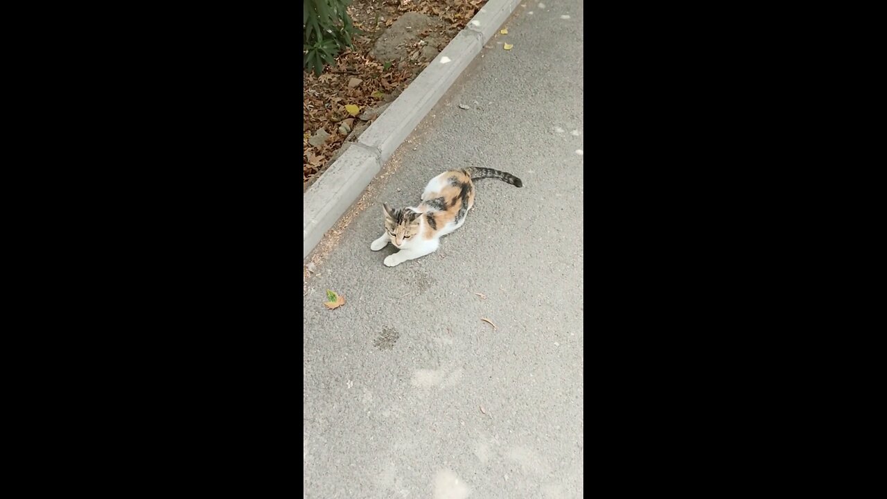 A cute and beautiful cat is resting