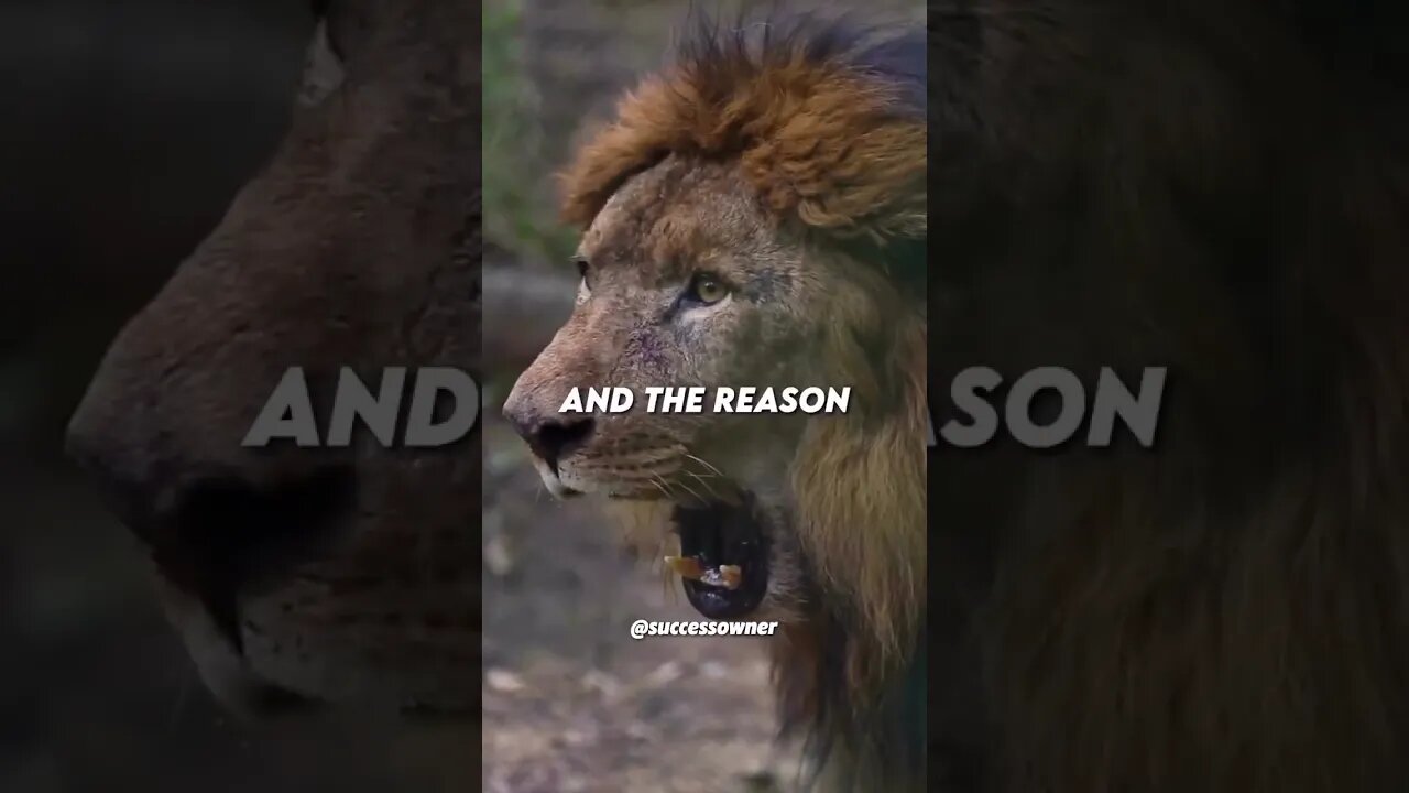 he Heartbreaking Reality: A Lion's Instinct to Roam 🦁