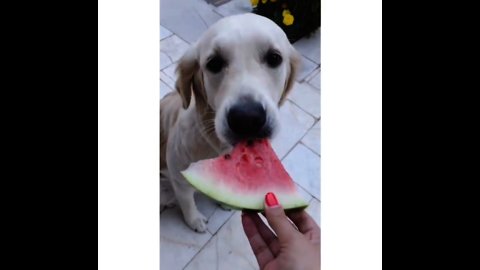 golden tries watermelon for first time