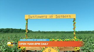 Sunflowers of Sanborn