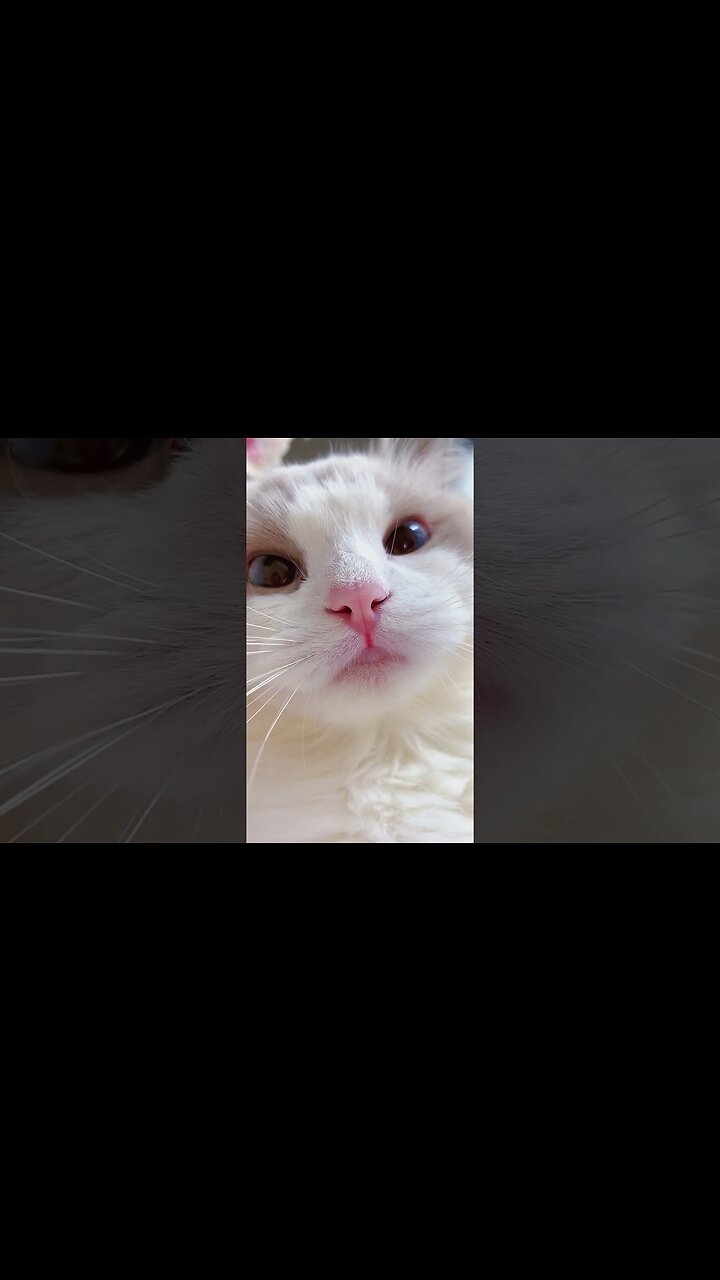 Cat Meme Kitten Funny Cats Meow Baby Cute Compilationcash Homeёятш