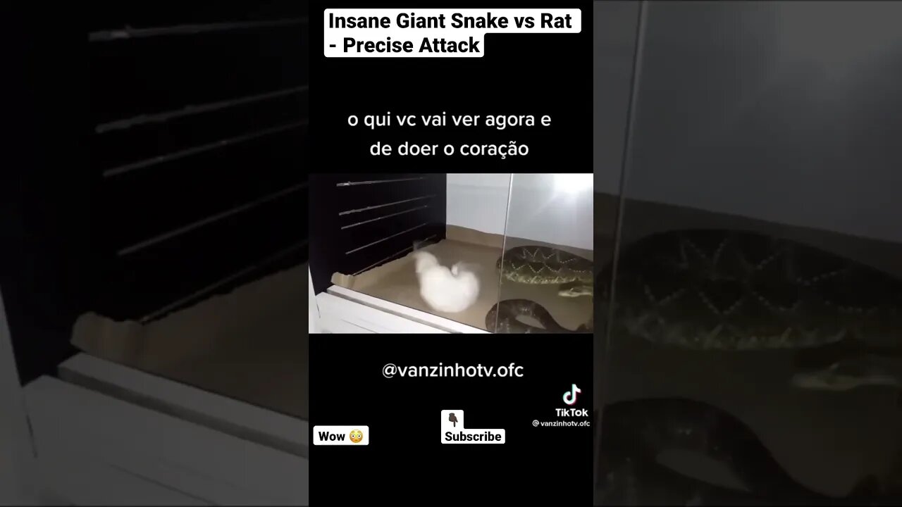 Insane Giant Snake vs Rat - Precise Attack #shorts #animals #snakevideo #wildlife #rat