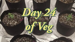 Day 24 of Veg #MarsHydro #TSW2000 #RootedLeaf