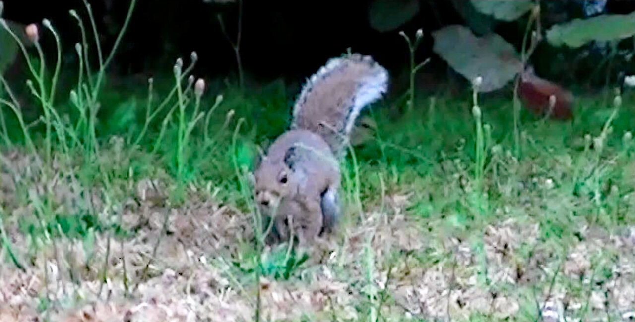 IECV NV #427 - 👀 Grey Squirrel Going Wild Again🐿️ 7-16-2017