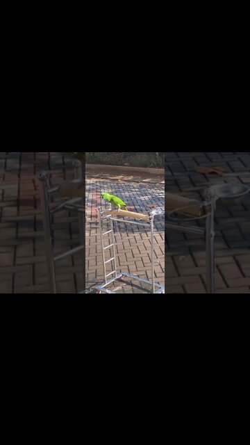 hapi barti twu iuuu 🤣🤣🤣