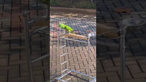 hapi barti twu iuuu 🤣🤣🤣