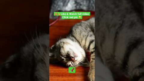 cute cat videos 😹funny videos 😂1377😻#shorts #catvideos #funnycatsvideos #cat #funny_cat #cutecat