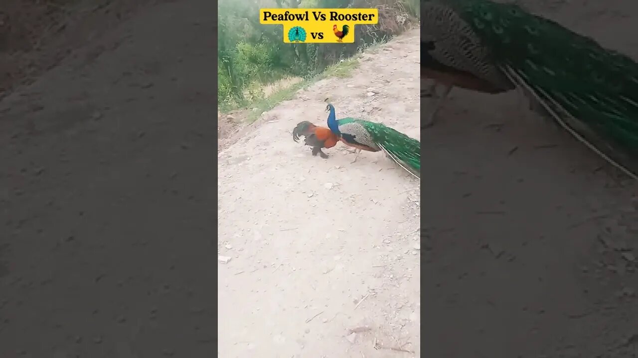 Peafowl vs Rooster #peacock #peafowl #murga #rooster #fighting