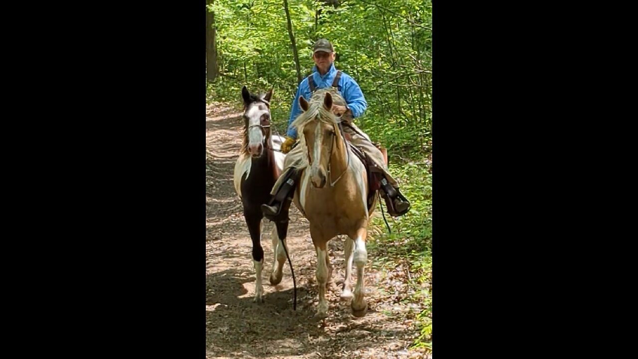 Jewel ponying Bandit at Running Walk 15 May 2024