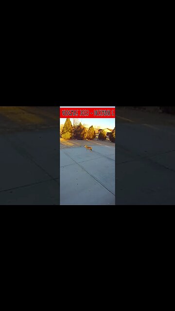 Discover the Amazing Wildlife on Our Homestead | #vlogmas2023 #vlogmas23 December 5