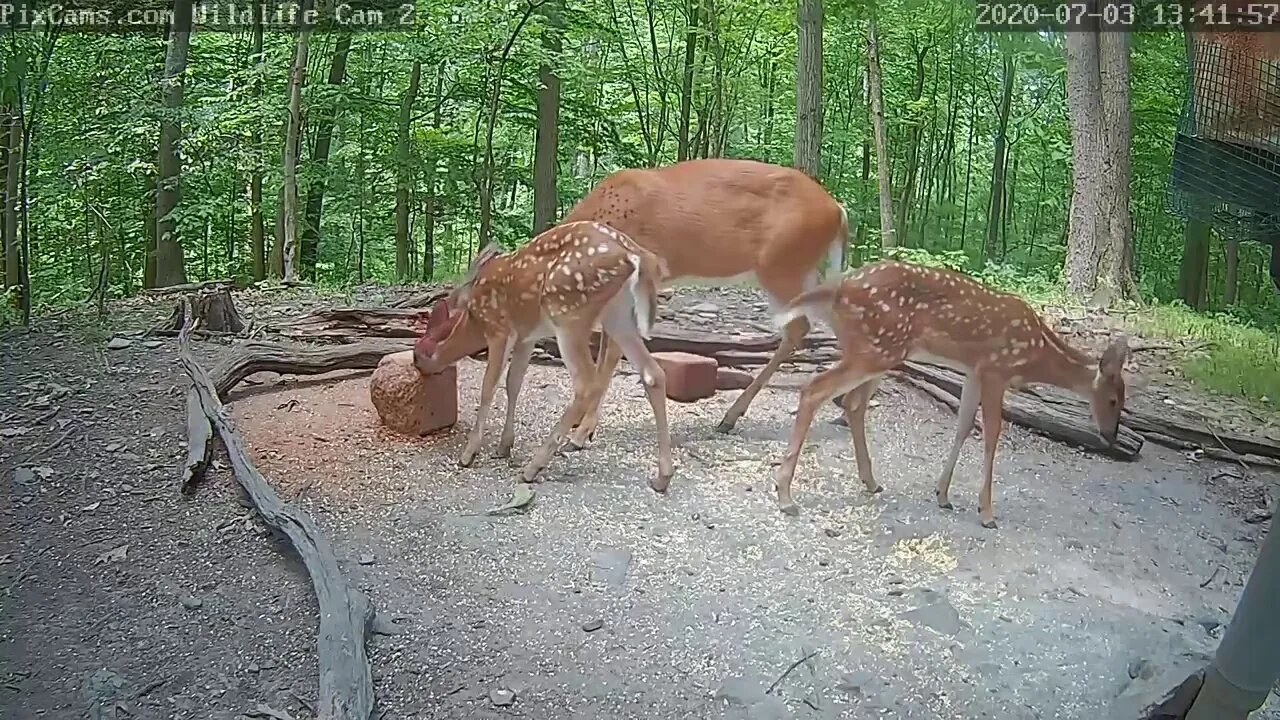 Two fans nursing on mom while she's trying to feed