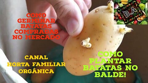 Como Plantar Batatas no Balde!