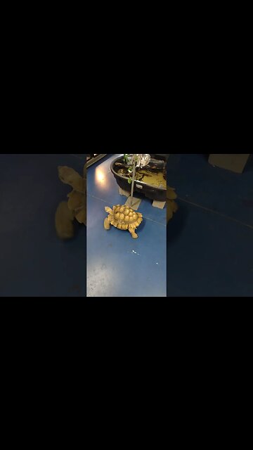 tortoise at the pet shop