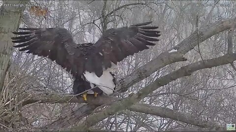 Hays Eagles mating on the nest perch 2022 01 30 10:38AM