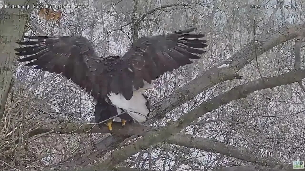 Hays Eagles mating on the nest perch 2022 01 30 10:38AM