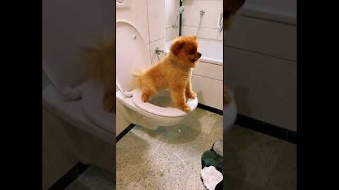 VERY SMART AND CLEVER DOG 😁😁😁 #shorts