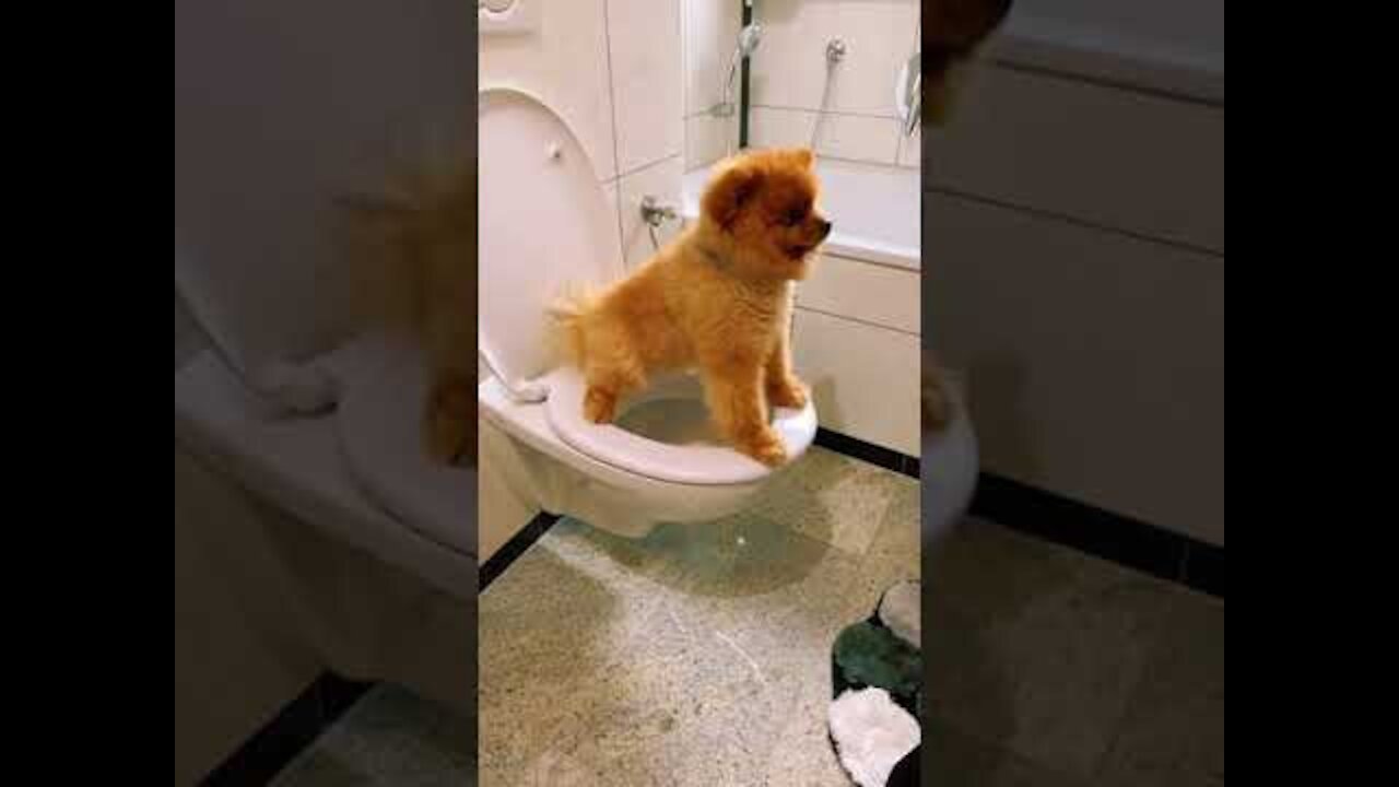VERY SMART AND CLEVER DOG 😁😁😁 #shorts