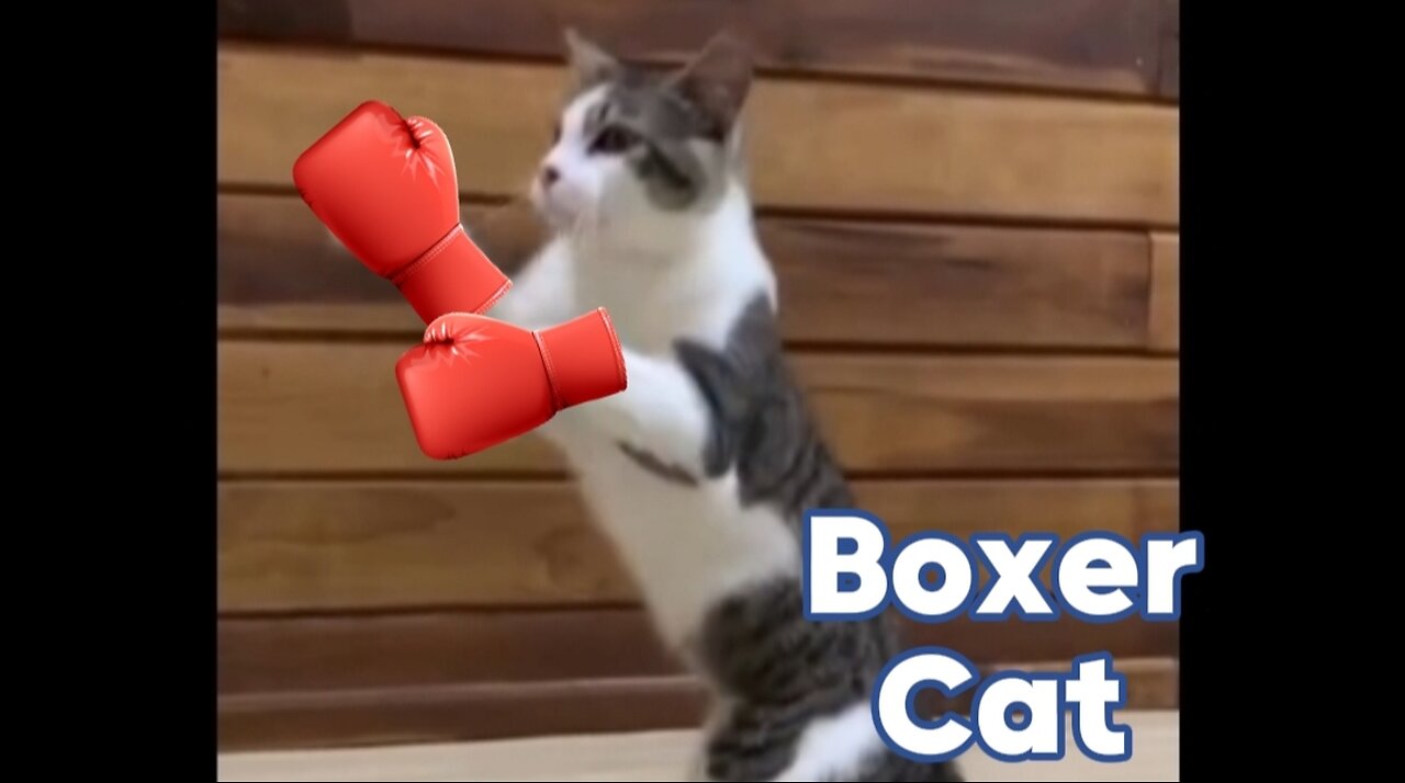 Boxer Cat