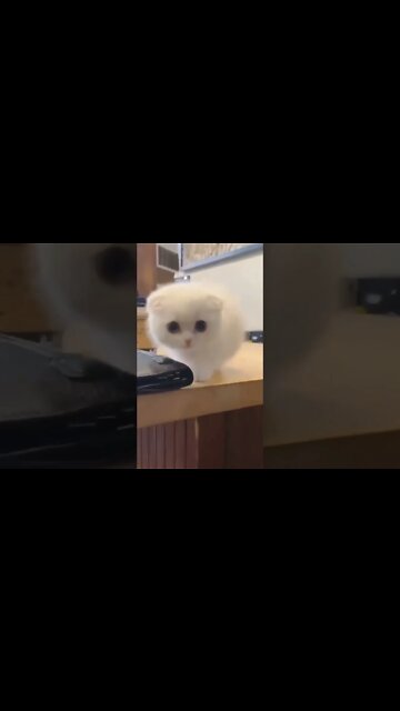 cute baby cat 🐈🐈#short