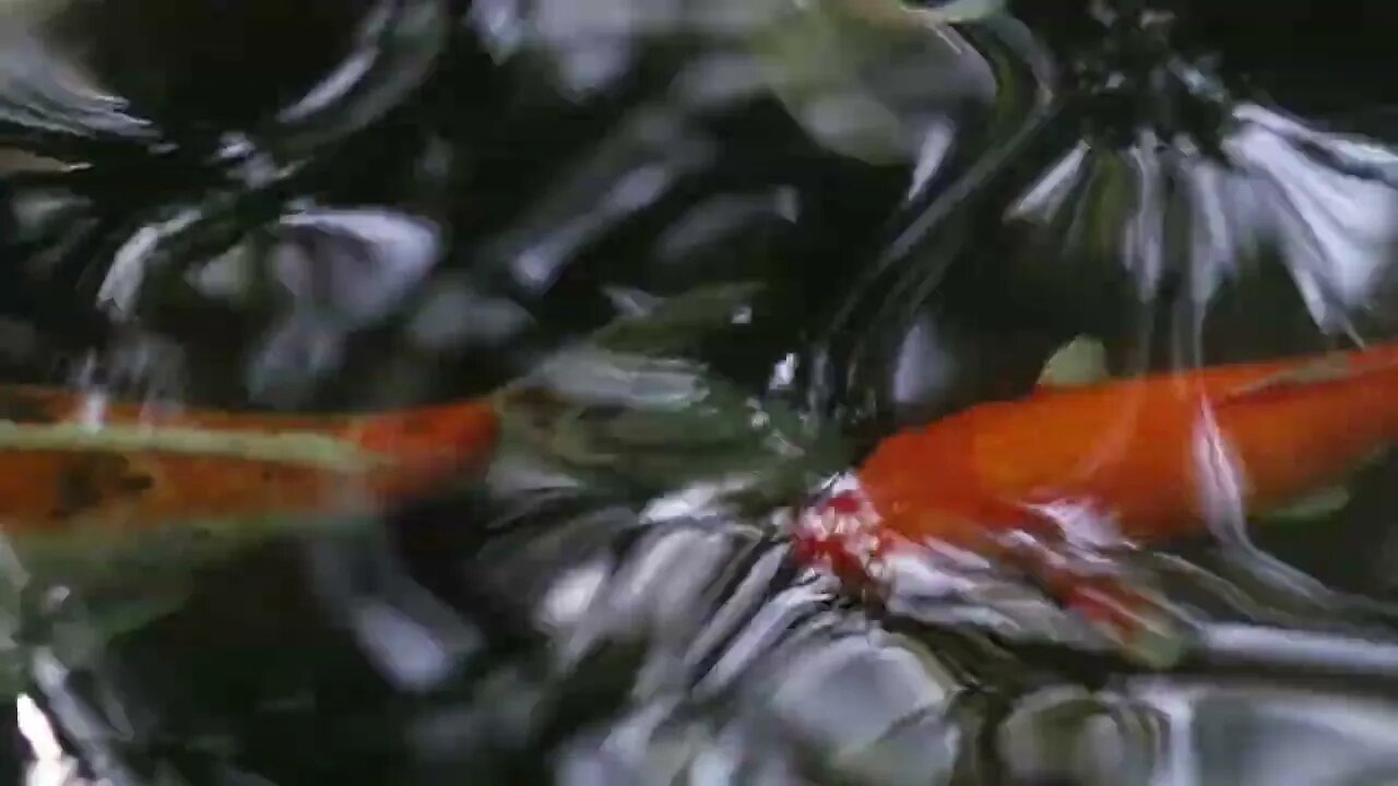 Top view Fancy carps in an outdoor pond. Fancy carps waiting for food, swimming on the surface water