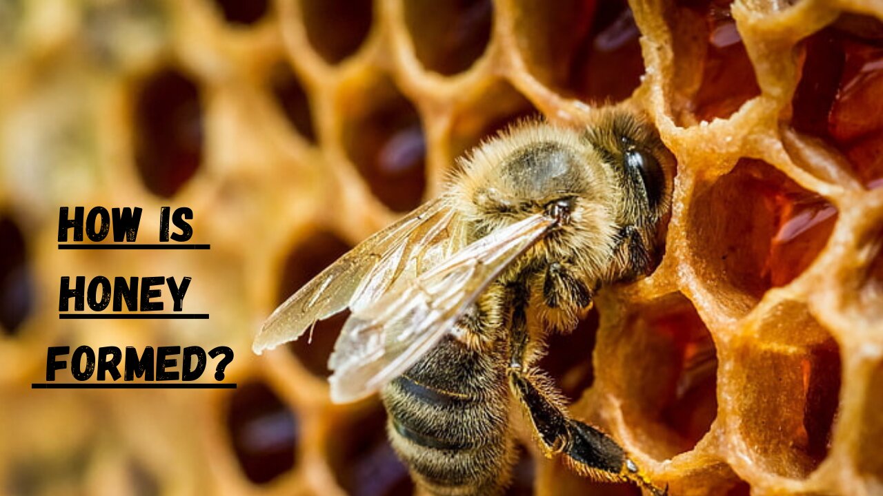 How Honey Bees Make Honey II How is Honey Formed