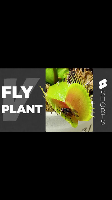 VENUS FLY TRAP v FLY #Short