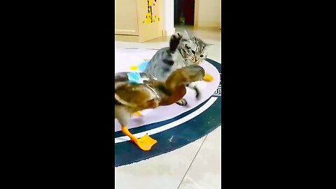 Duck vs cat 😂